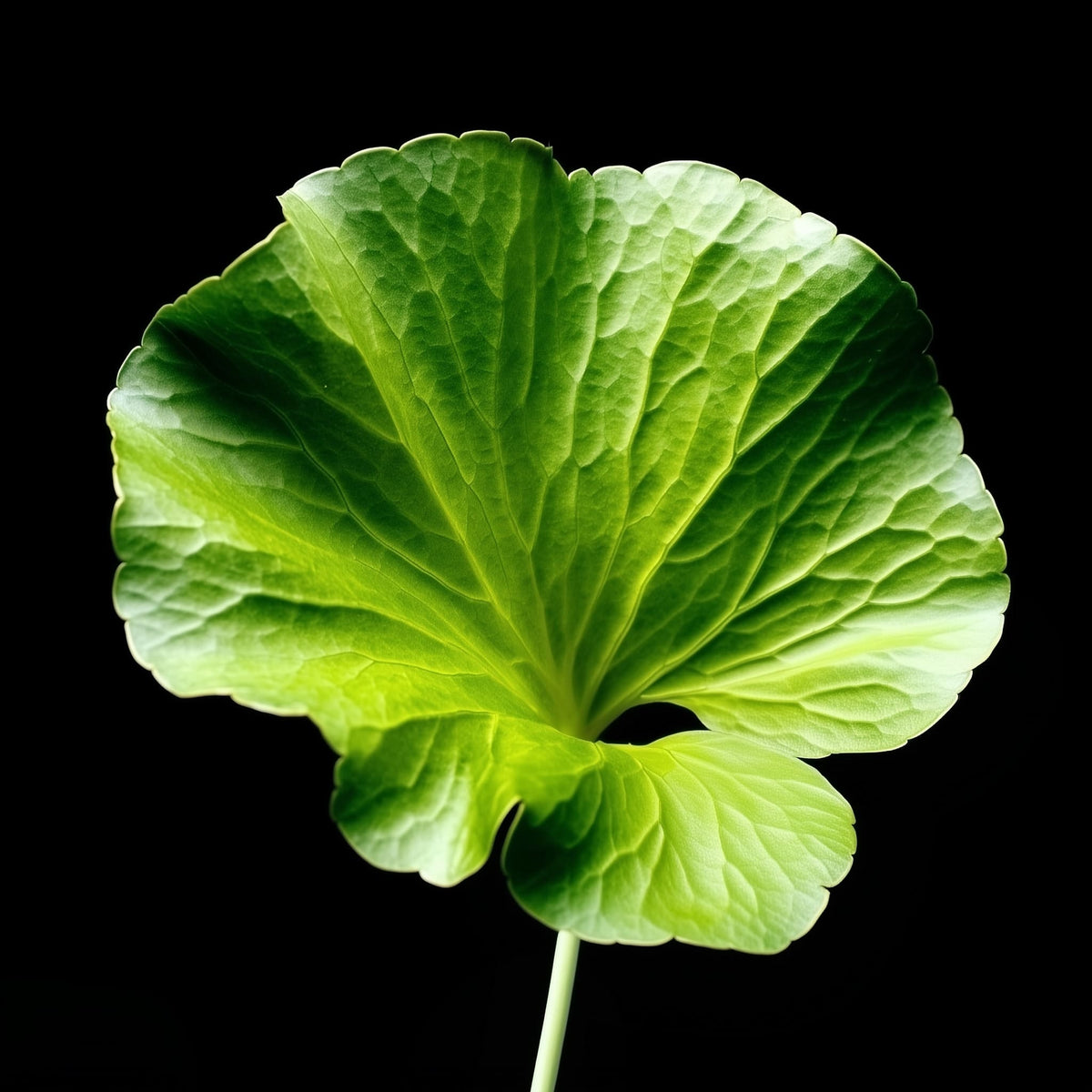 Close-up of a green leaf against a black background
