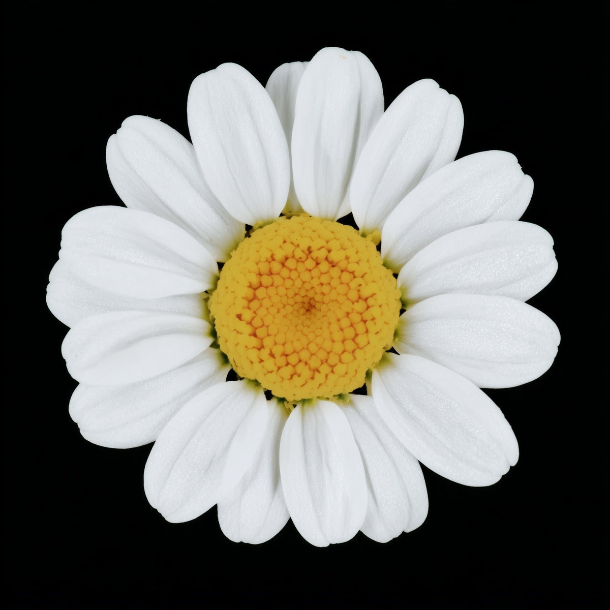 White daisy flower with a yellow center on a black background