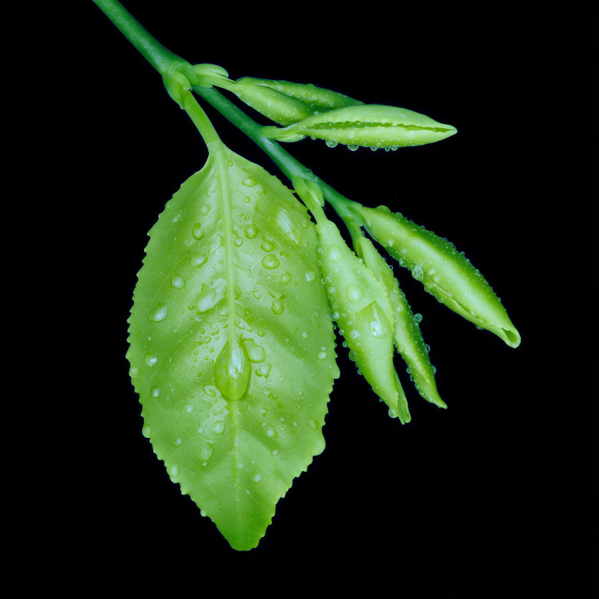 Green leaf with water droplets on a black background