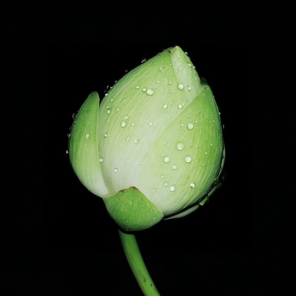 Green lotus bud with water droplets on a black background