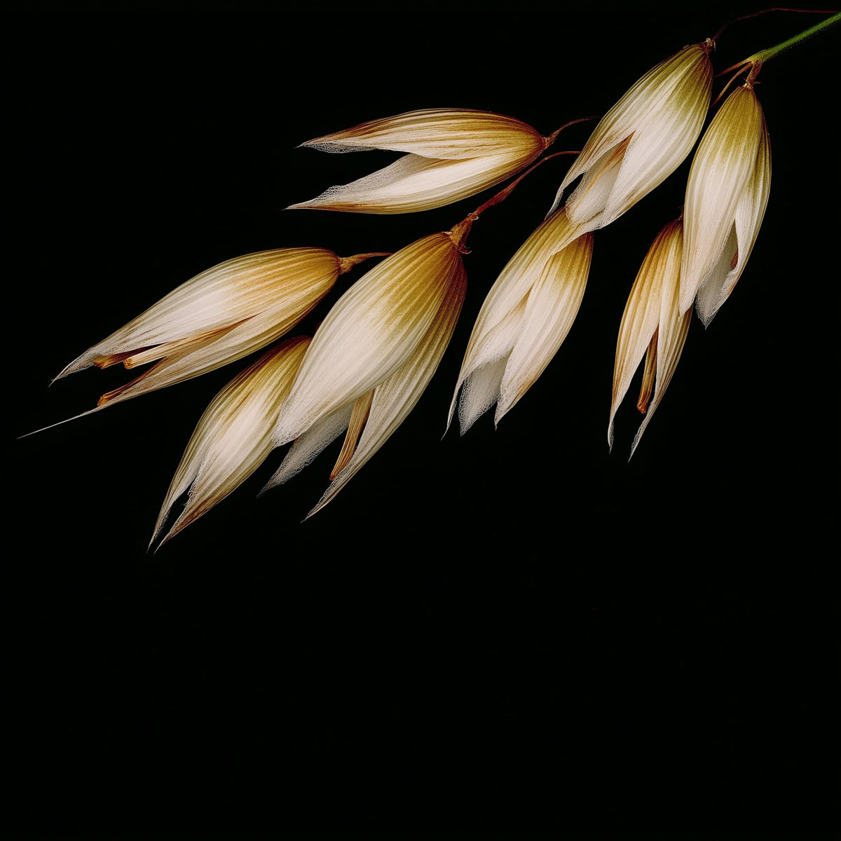 Dried oat stalks on a black background