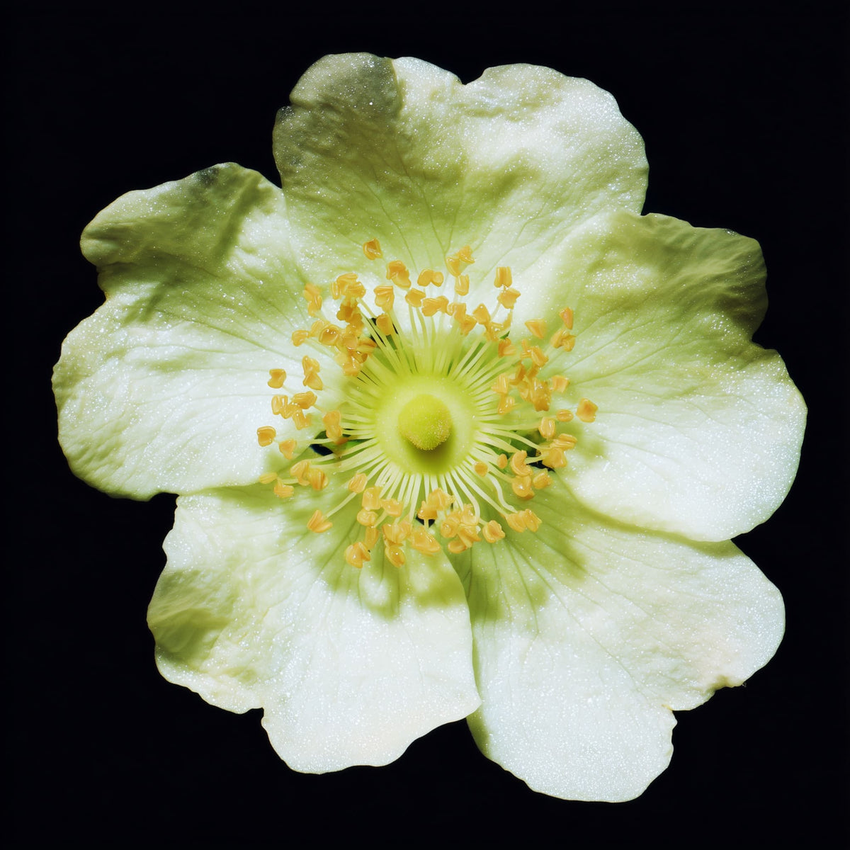 Light green flower with yellow center on a black background